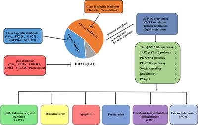 Histone deacetylases: potential therapeutic targets for idiopathic pulmonary fibrosis